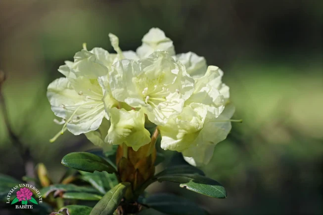 Rhododendron aureum